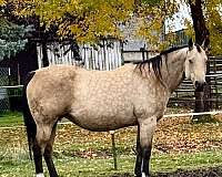 yearlings-paint-horse