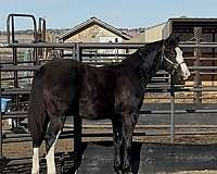 yearlings-horse