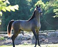 grey-small-white-socks-horse