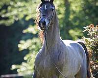 star-horse