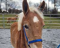 haflinger-horse