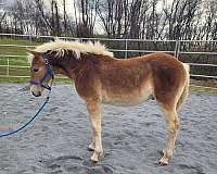 haflinger-colt