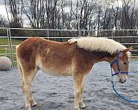 haflinger-horse-for-sale