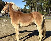 lazy-haflinger-horse