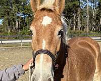 loving-haflinger-horse