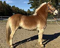 very-sweet-haflinger-horse