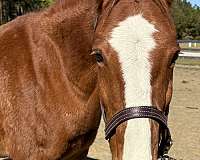 15-hand-draft-gelding
