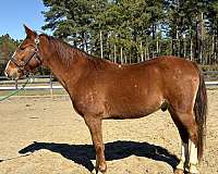 sorrel-draft-gelding