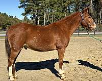 sorrel-gelding-for-sale