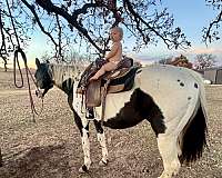 paint-horse-for-sale