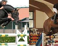 embryo-westphalian-horse