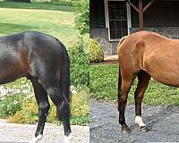 frozen-embryo-westphalian-horse