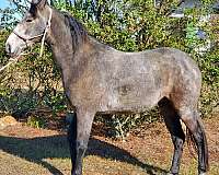 grey-tennessee-walking-gelding