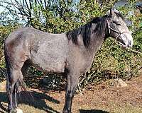 grey-gelding-for-sale