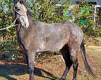 14-hand-tennessee-walking-gelding
