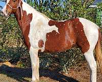 chestnut-spotted