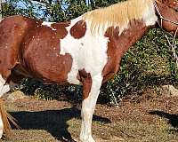 tennessee-walking-gelding