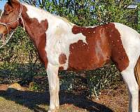 tennessee-walking-horse-for-sale