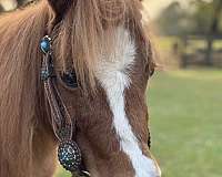 all-around-miniature-horse