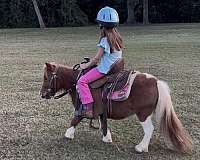 beginner-miniature-horse