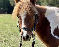 breeding-miniature-horse