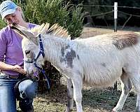 tovero-companion-horse