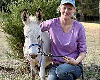tovero-donkey-colt