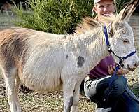 tovero-therapy-horse