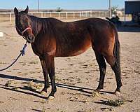 apha-mare-thoroughbred-horse