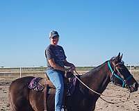 bred-mares-thoroughbred-horse