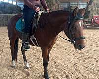 13-hand-morgan-mare
