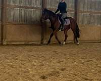 bay-mare-for-sale