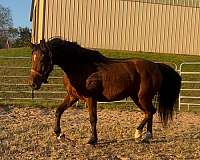 bay-morgan-mare