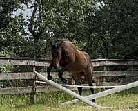 foxhunting-warmblood-horse