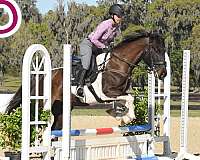 tbxwbx-warmblood-horse