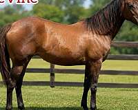 jumpprospect-warmblood-horse