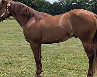 sorrel-aqha-stallion