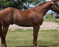 sorrel-aqha-horse