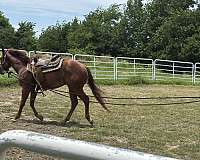 sorrel-quarter-horse-stallion