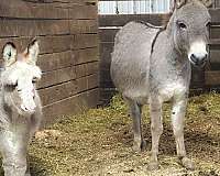 dun-w-blk-points-all-around-donkey