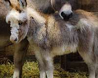 dun-w-blk-points-donkey-mare