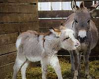 dun-w-blk-points-athletic-donkey