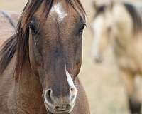 dun-w-blk-points-r-hind-sock-horse