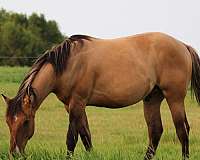 pasture-raised-quarter-horse
