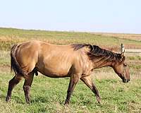 pasture-raised-horse