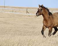 ranching-stallion