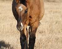 south-dakota-stallion