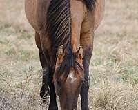 pasture-raised-stallion
