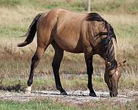 nfr-stallion