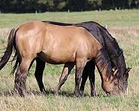 star-horse